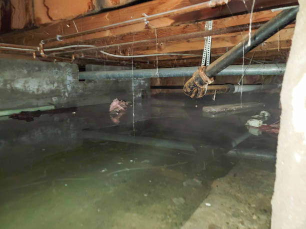 Best Flood damage cleanup  in Womelsdorf, PA